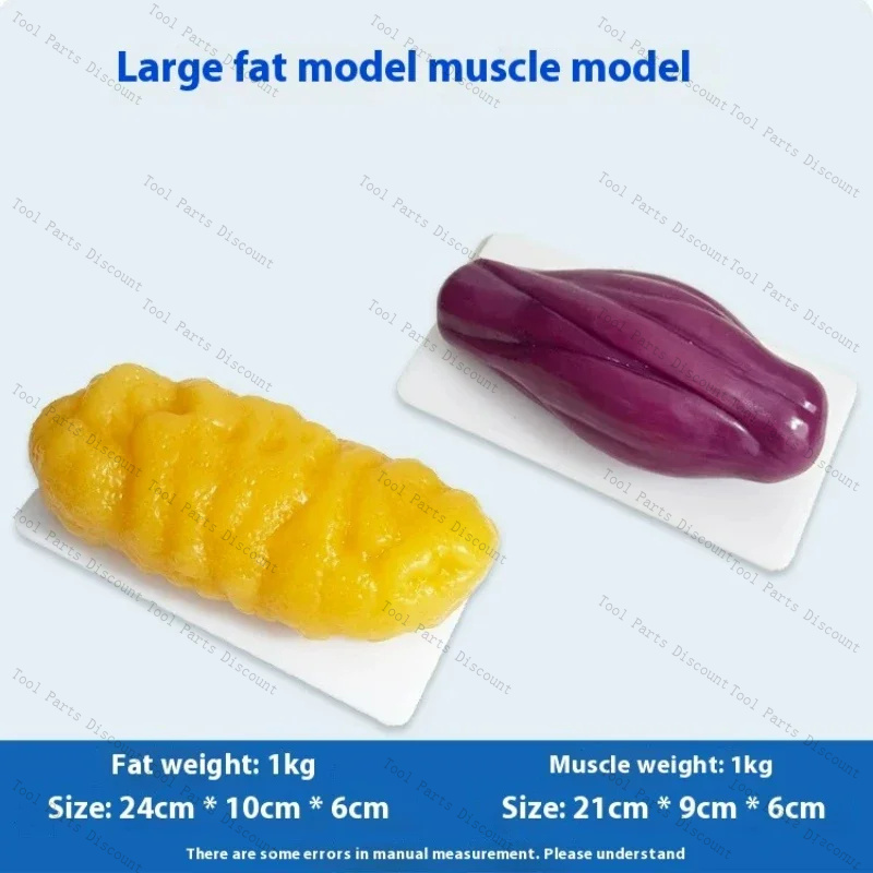 Nutrition Fitness Center - Réplicas de Músculos Humanos para Perda