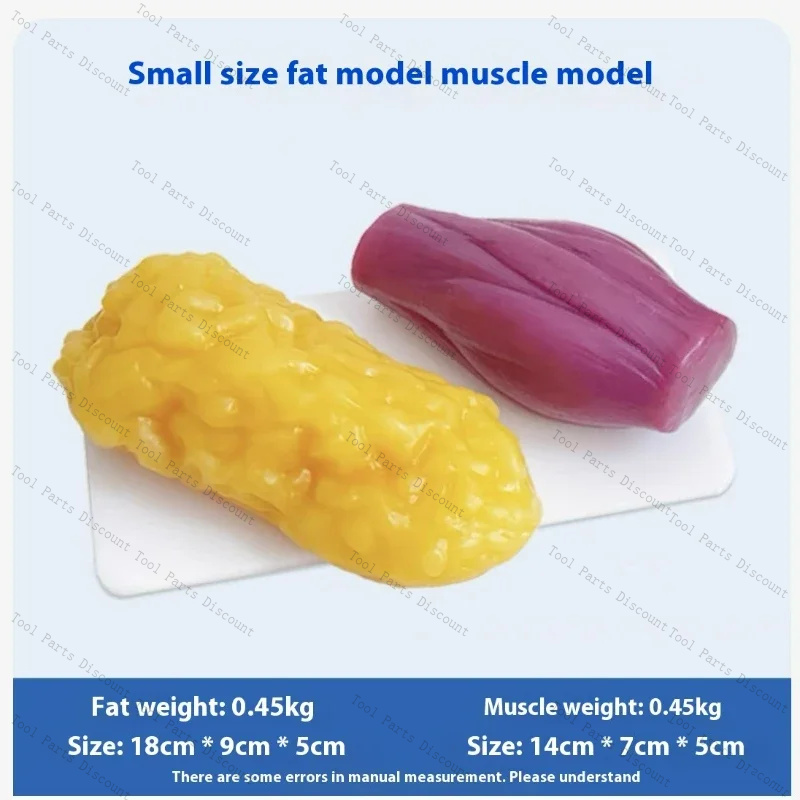 Réplicas de Músculos Humanos p - Nutrition Fitness Center avaliação e preço